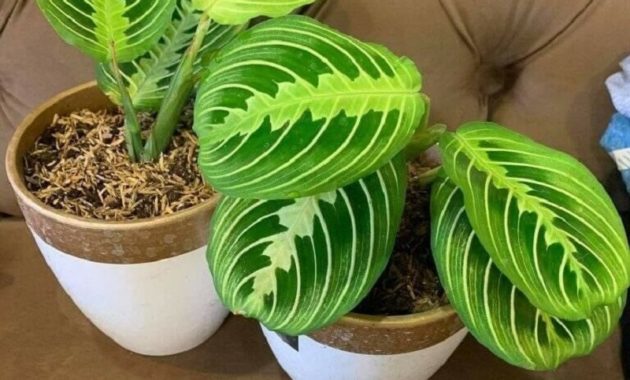 How to grow an exotic Maranta lemon lime 